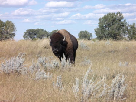 American Prairie Reserve